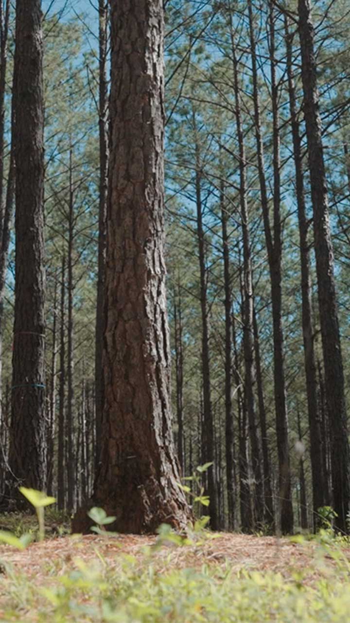 A view of pine trees