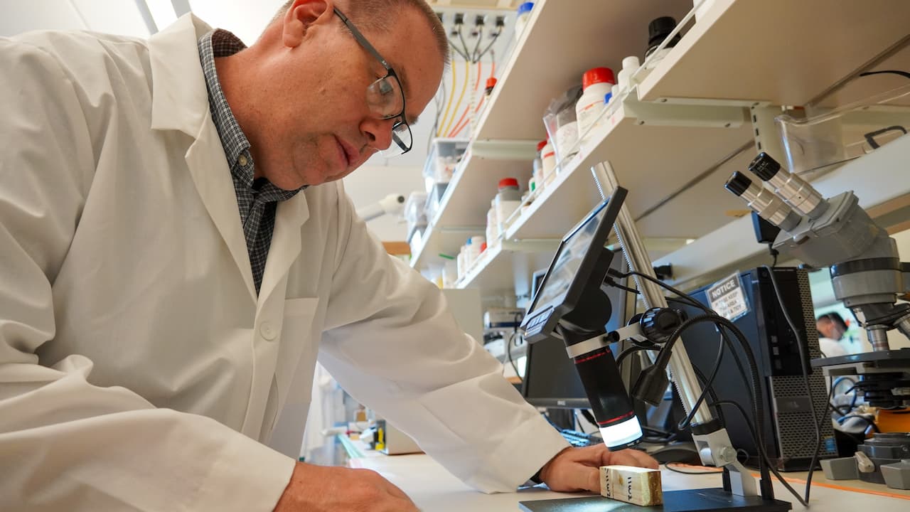 scientist examining wood in a lab